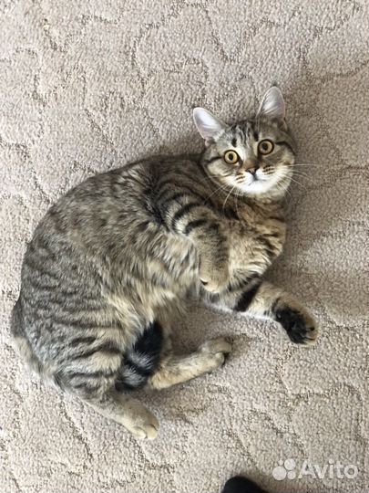 Персидская кошка