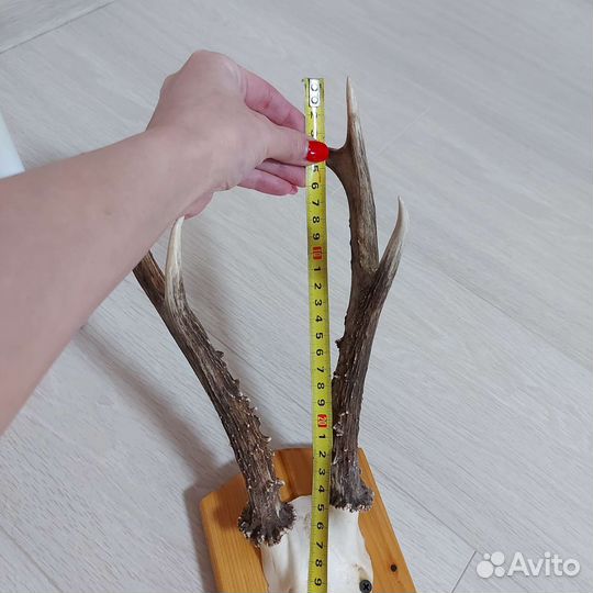 Рога горной козы из Сибири