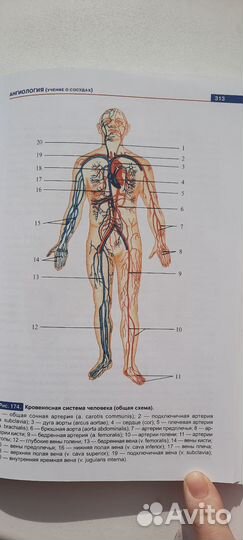 Атлас анатомии человека самусев