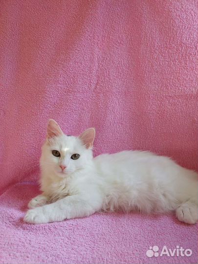 Котята без породы