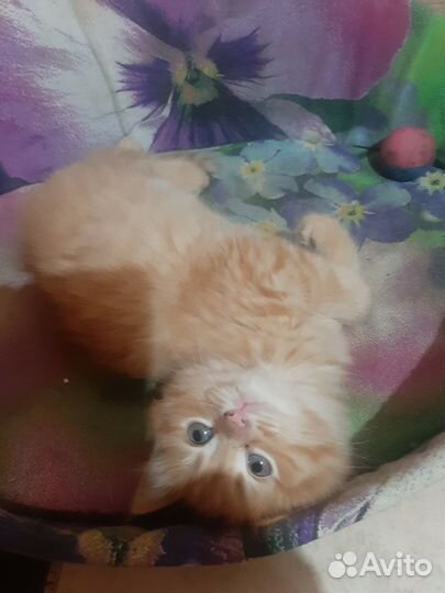 Персидская