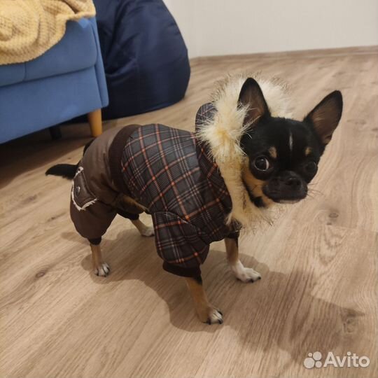 Одежда для маленьких собак