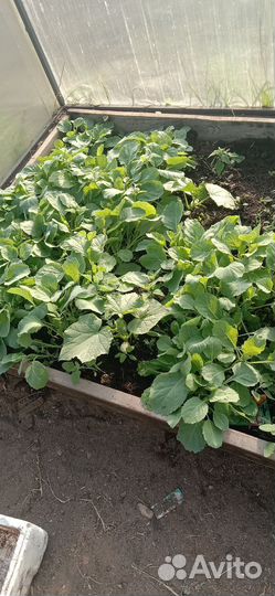 Рассада капусты