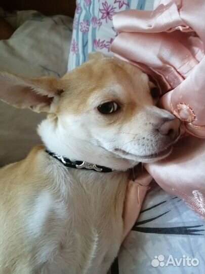 Вязка кобель чихуахуа