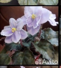 Сортовые фиалки