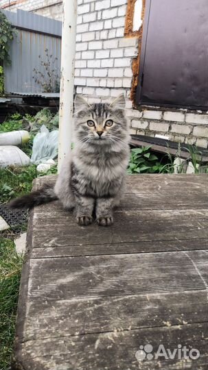 Кошечка в добрые руки