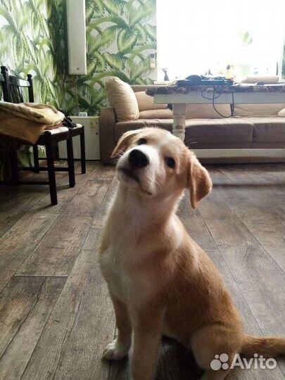 Отдам щенка в добрые руки