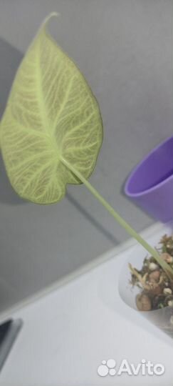 Алоказии (детки)