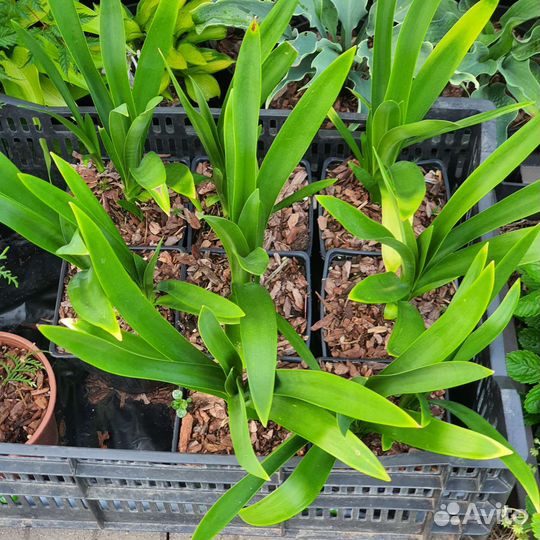 Агапантус Black Magic