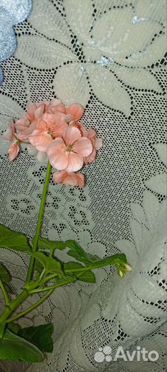 Герань пеларгония