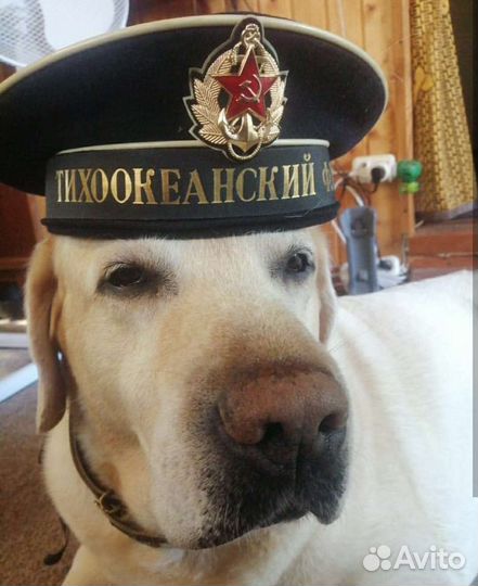 Документы для ваших собак и кошек