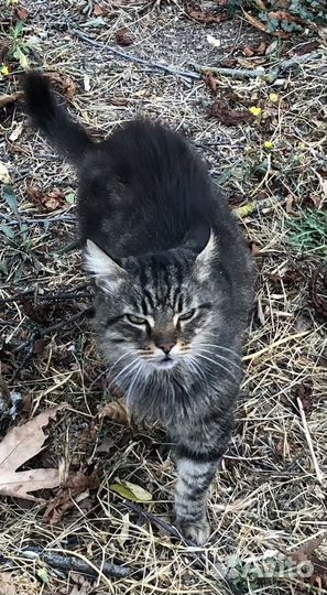 Котик в добрые руки