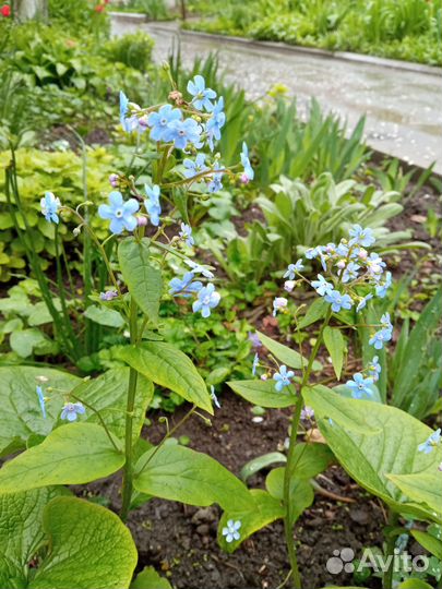 Вербейник точечный