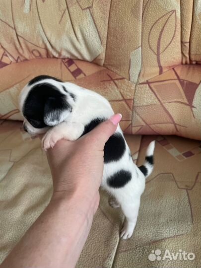 Собака Чихуахуа