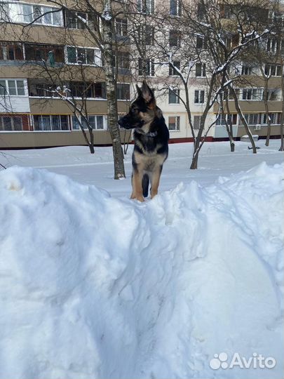 Передержка маленьких собак и средних