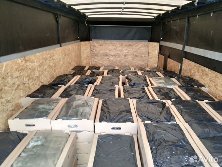 Саженцы ели зкс от производителя