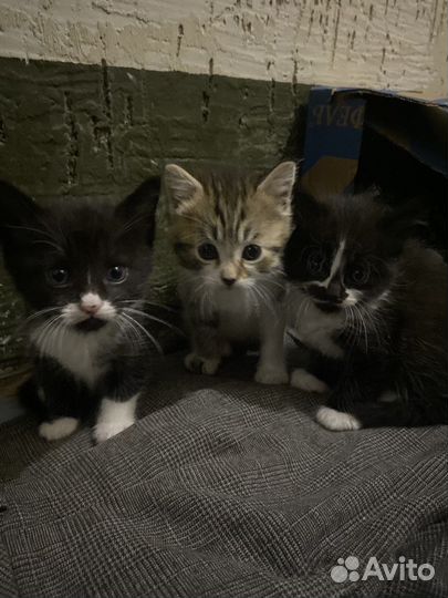 Котята в добрые руки