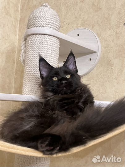 Котята мейн-кун черный мальчик