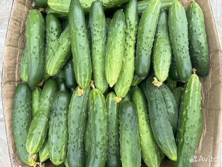 Огурцы оптом