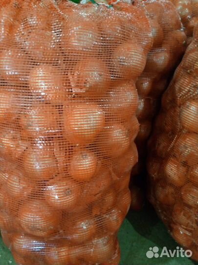 Лук репчатый