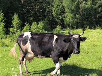 Корова дойная порода холмогорская