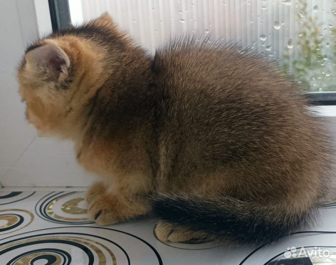 Британский кот