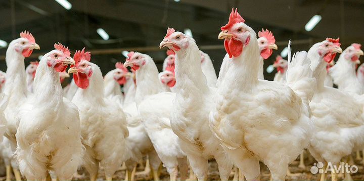 Разнорабочие на птицефабрику