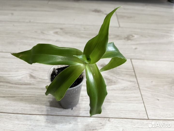 Каллизия душистая Золотой ус