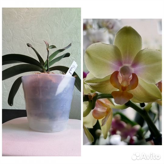 Орхидея фаленопсис