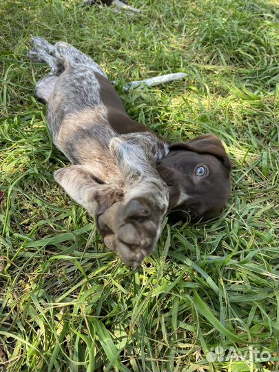 Щенки курцхаара