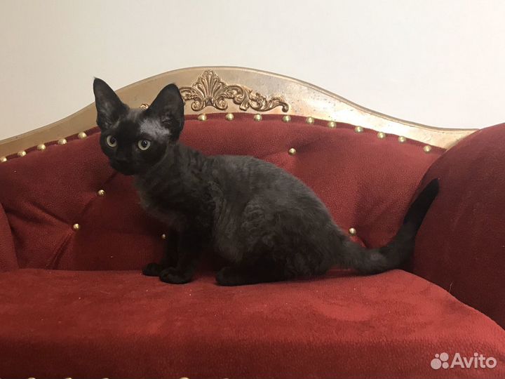 Девон рекс черная Багира