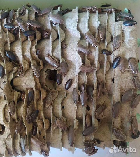 Кормовые тараканы