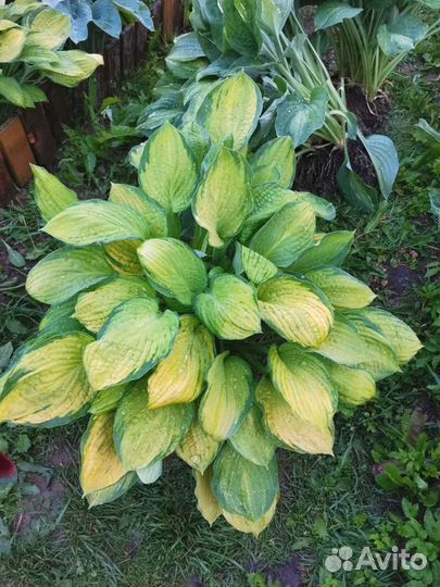 Хосты большие кусты