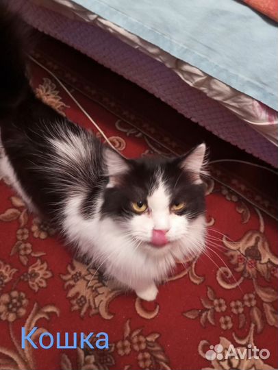 Кошка