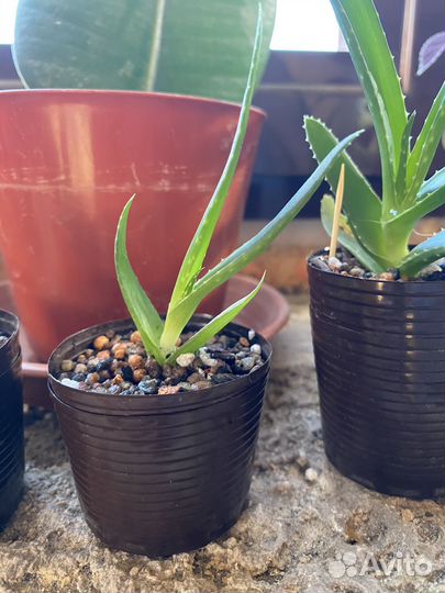 Алоэ, малыши