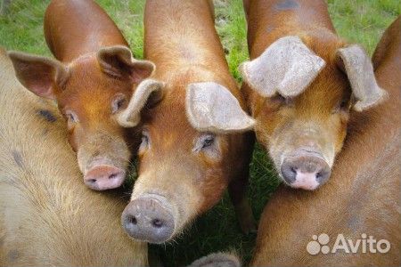 Поросенок дюрок-ландрас