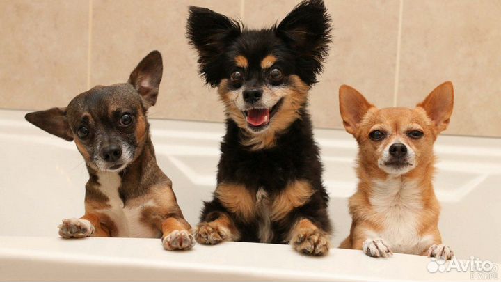 Гостиница для собак. Передержка