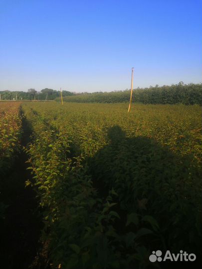 Посадочный материалы