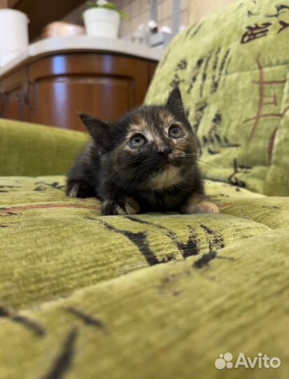 Две сестрички в дар