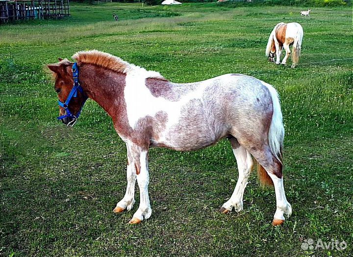 Жеребчик уэльского пони