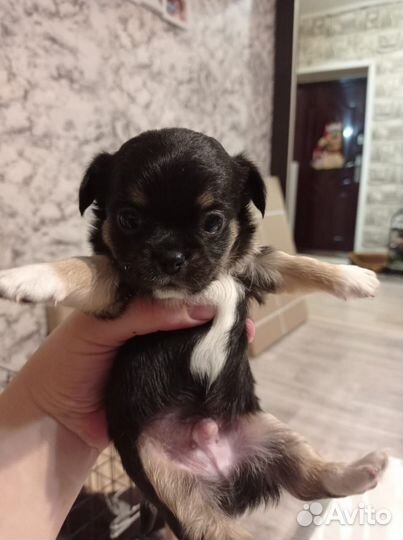 Щенки чихуахуа