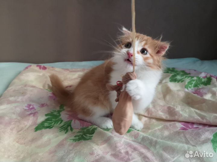 Пушистый котенок в дар