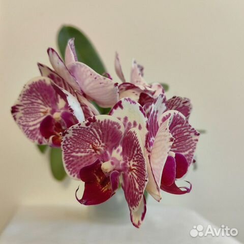 Орхидея фаленопсис бабочка Madonna