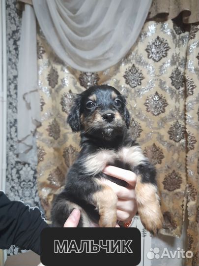 Английский кокер спаниель