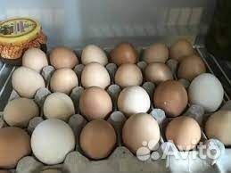 Домашние яйца куринные
