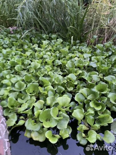 Водный гиацинт