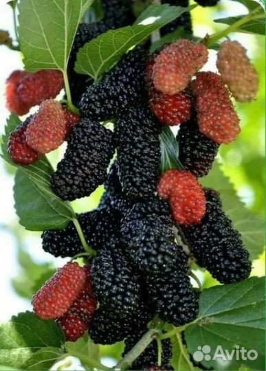 Саженцы шелковицы