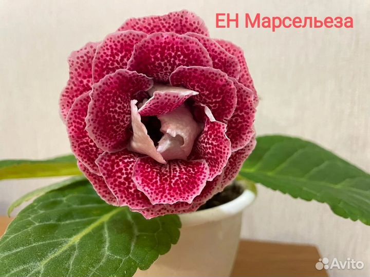 Глоксиния детки