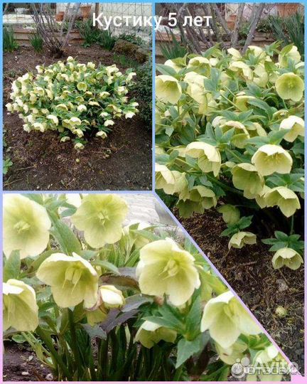 Морозник Нигер