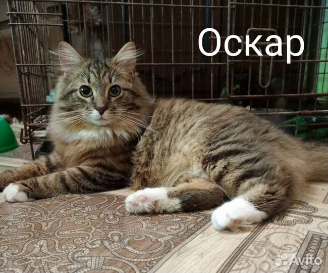 Кошка в дар бесплатно